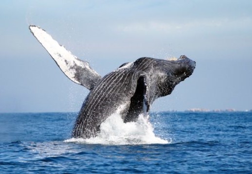 Ballenas más grandes del mundo comen tres veces más de lo que se creía